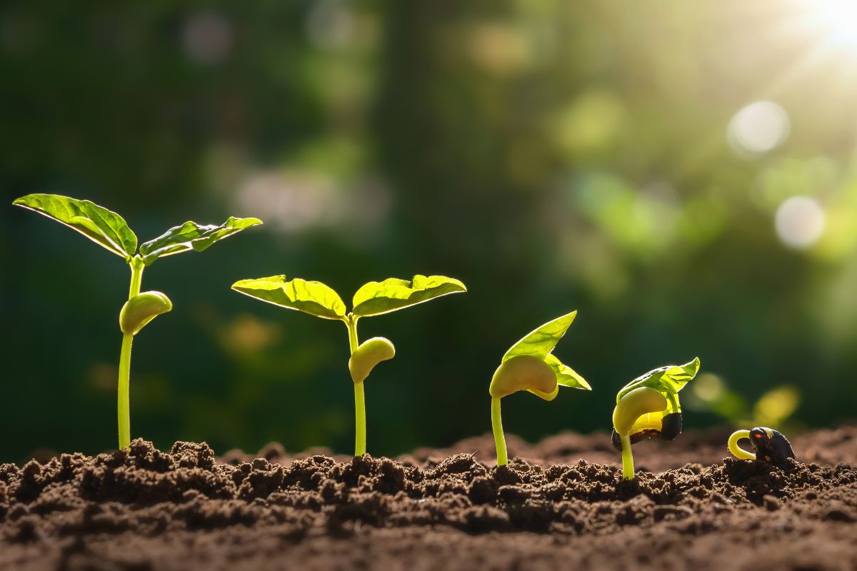 Four stages of plant growth in soil, highlighted by sunlight, from sprouting seed to young plants with visible refinement.