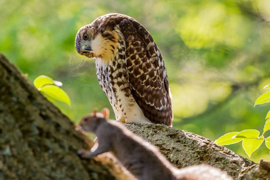 A hawk perched on a tree branch intently observes a nearby squirrel on the same branch, mirroring the focus of media documenting every detail in a wooded area.